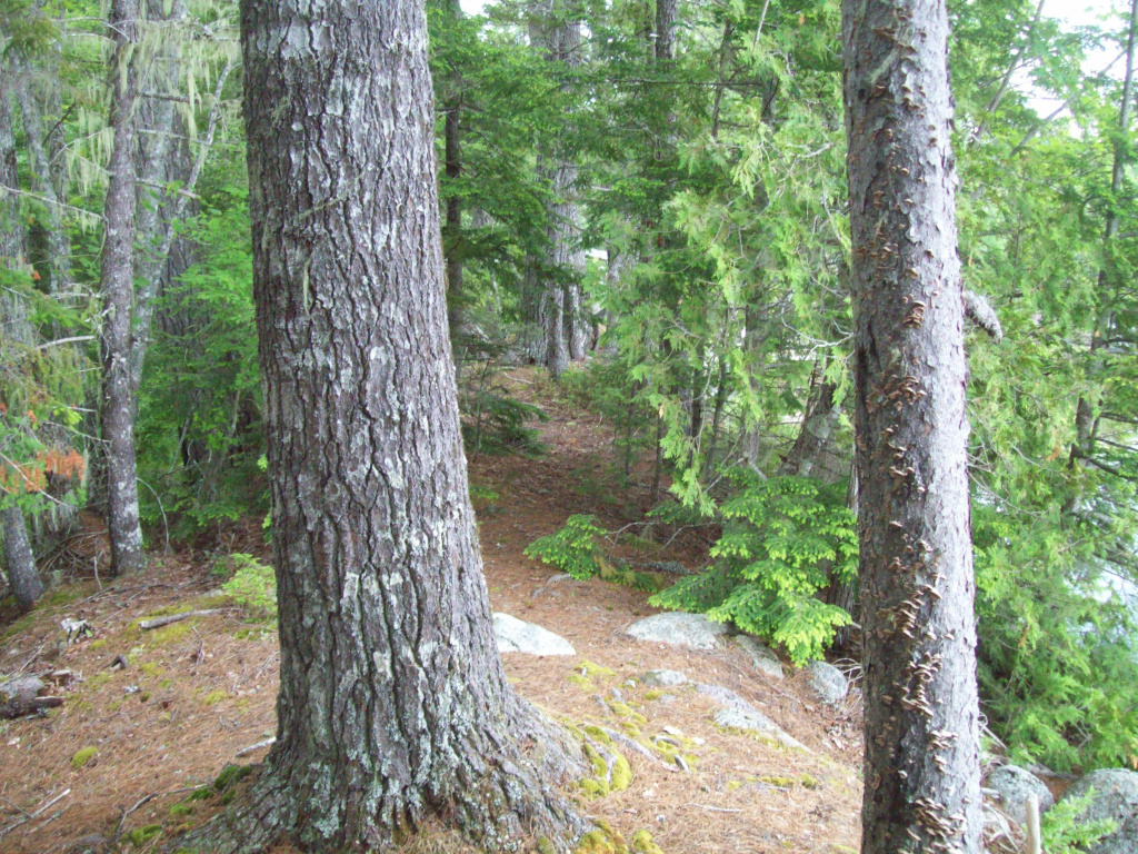 Ash Lane, Burlington, Maine 04417, ,Land,Active,Ash Lane,1027