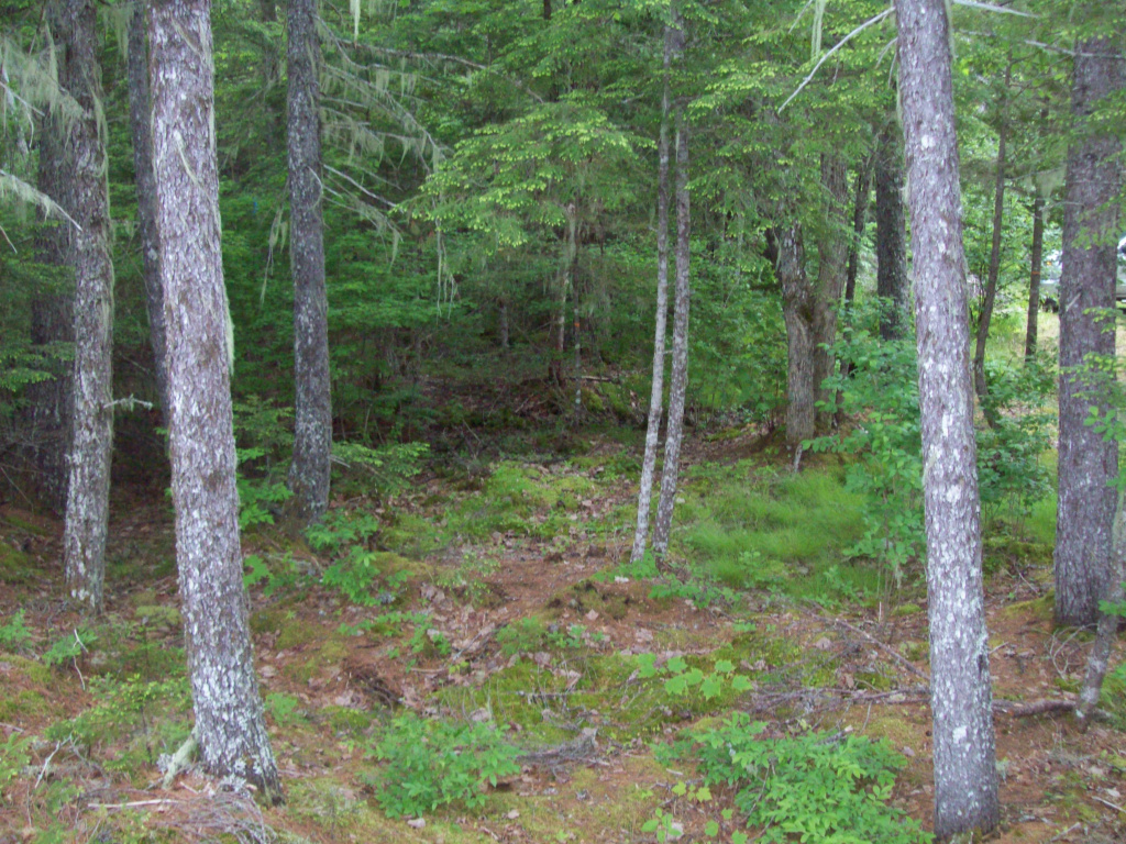 Ash Lane, Burlington, Maine 04417, ,Land,Active,Ash Lane,1027